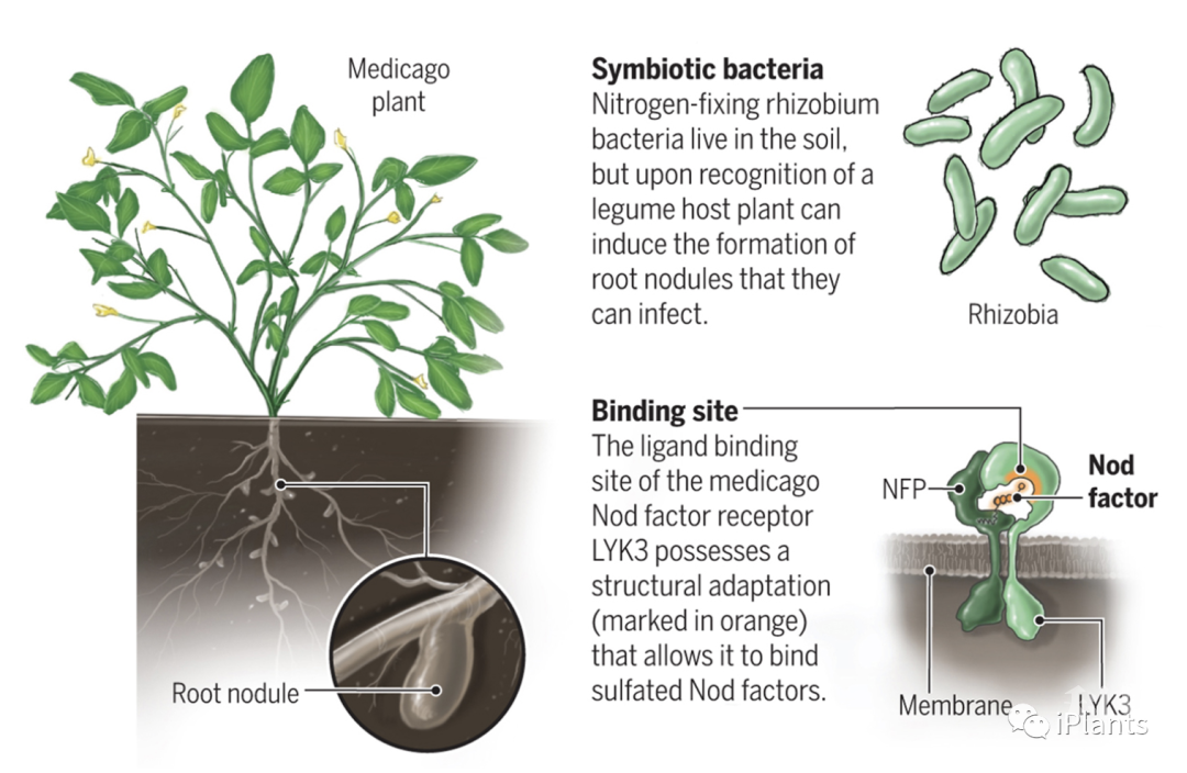 豆科植物固氮原理图片