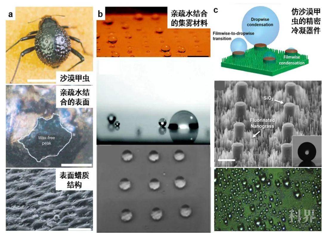 天津大学曹墨源 仿生雾水收集 向天空寻求解决淡水危机的方法学术资讯 科技工作者之家