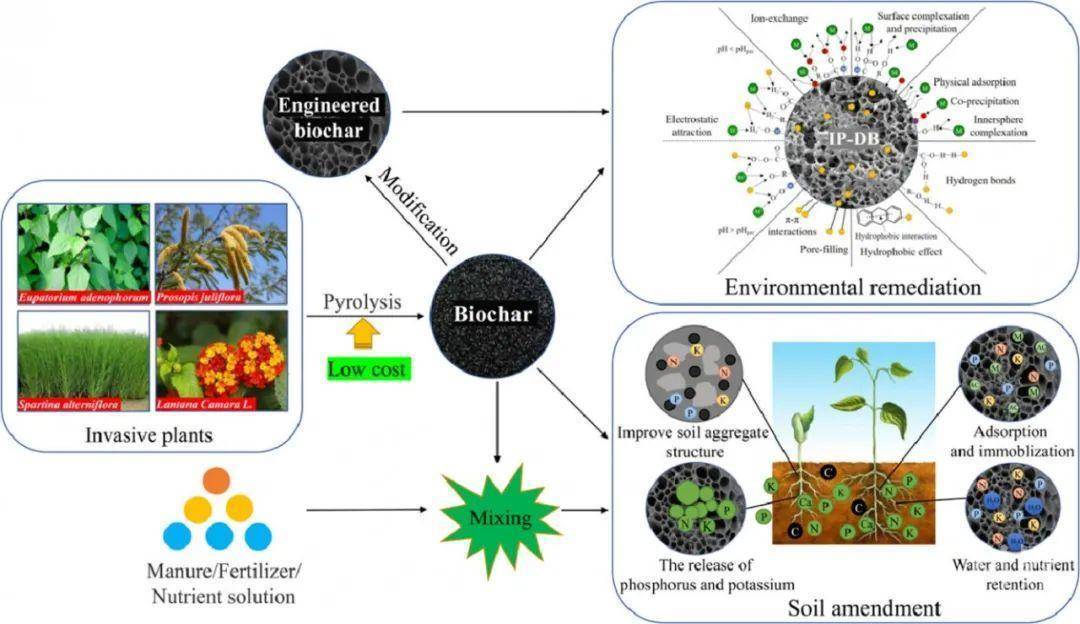 贵州大学王兵课题组在入侵植物资源化利用方面取得新进展