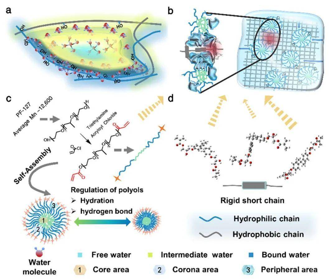 高分子科學前沿 研究人員基於水凝膠網絡鏈狀態及嵌段間客觀存在的