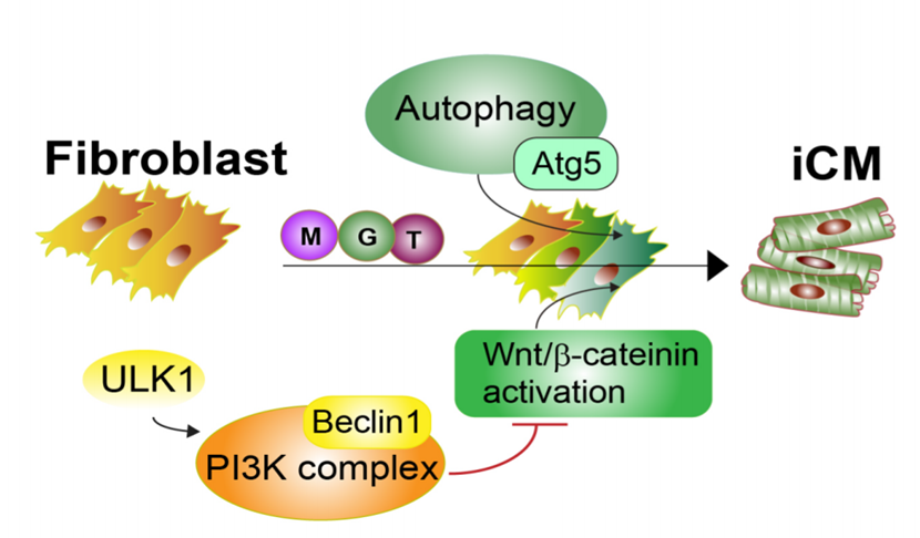 stm:beclin1在心肌重编程中的作用及分子调控机制
