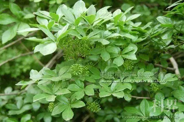 图片五加,木骨,五佳,五花,加皮,追风使,南五加.