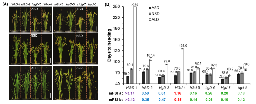 杂交水稻是转基因吗 我国建成杂交水稻雌性不育制种技术新体系