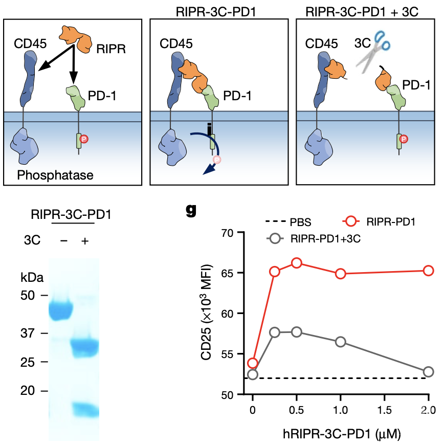 nature:研究发现除了抗pd