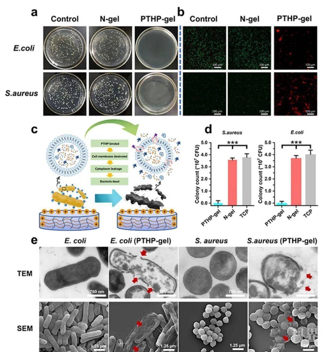 避免了耐药性的产生,同时为皮下细菌感染的治疗提供了一种新的思路