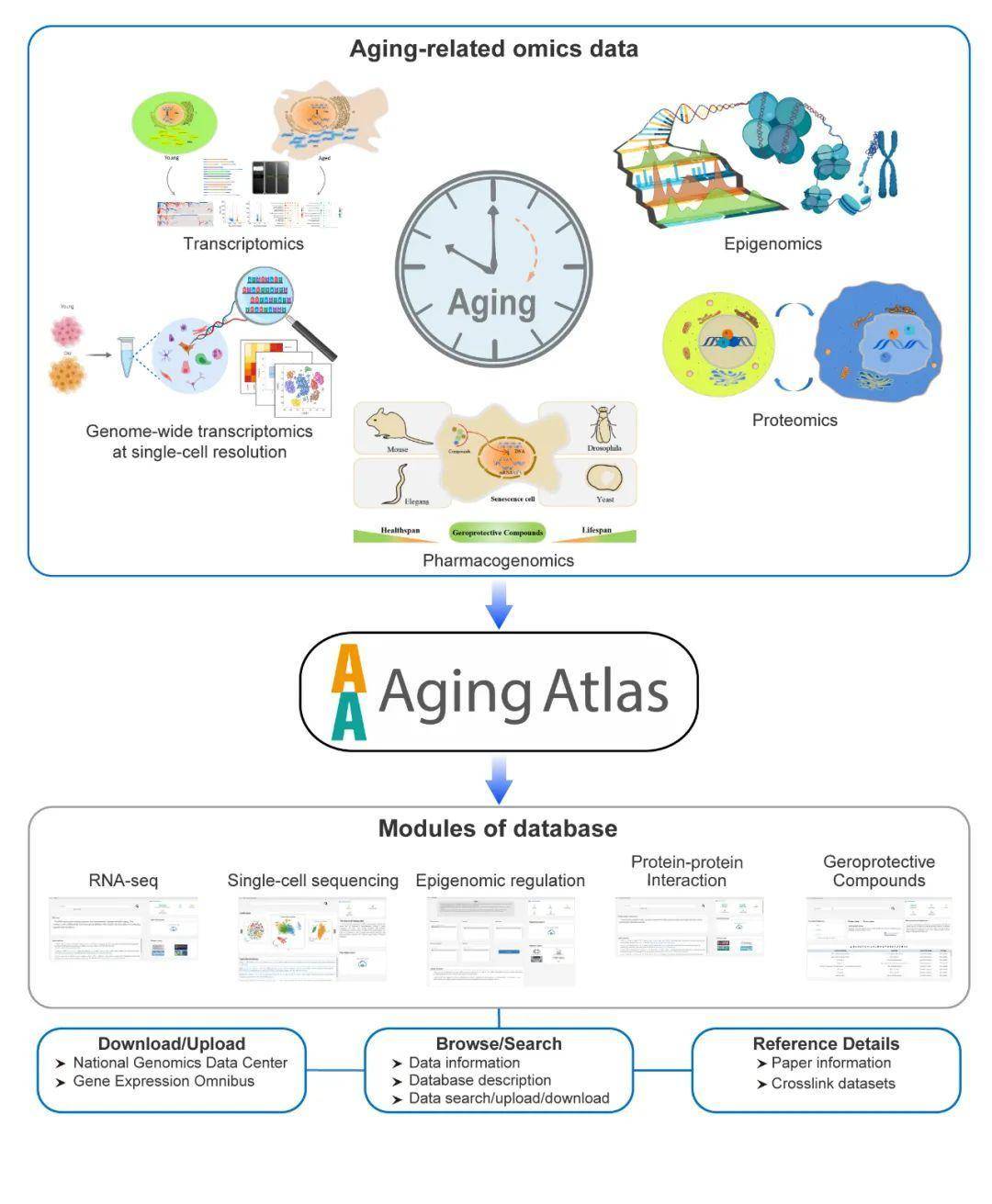 科技前沿 刘光慧 鲍一明 曲静 张维绮合作建立衰老研究多组学数据库学术资讯 科技工作者之家
