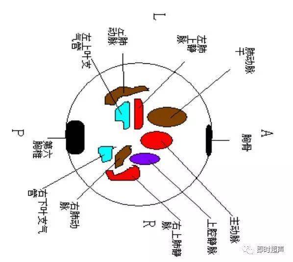 三血管气管切面示意图图片