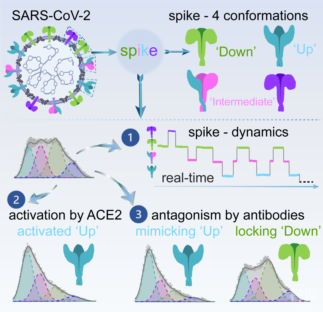 卢茂林等揭示新冠病毒表面刺突蛋白的实时构象变化过程