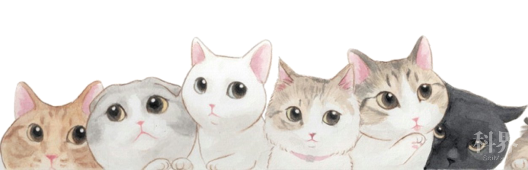 这周 广外北校的猫蛇大战后 学术资讯 科技工作者之家