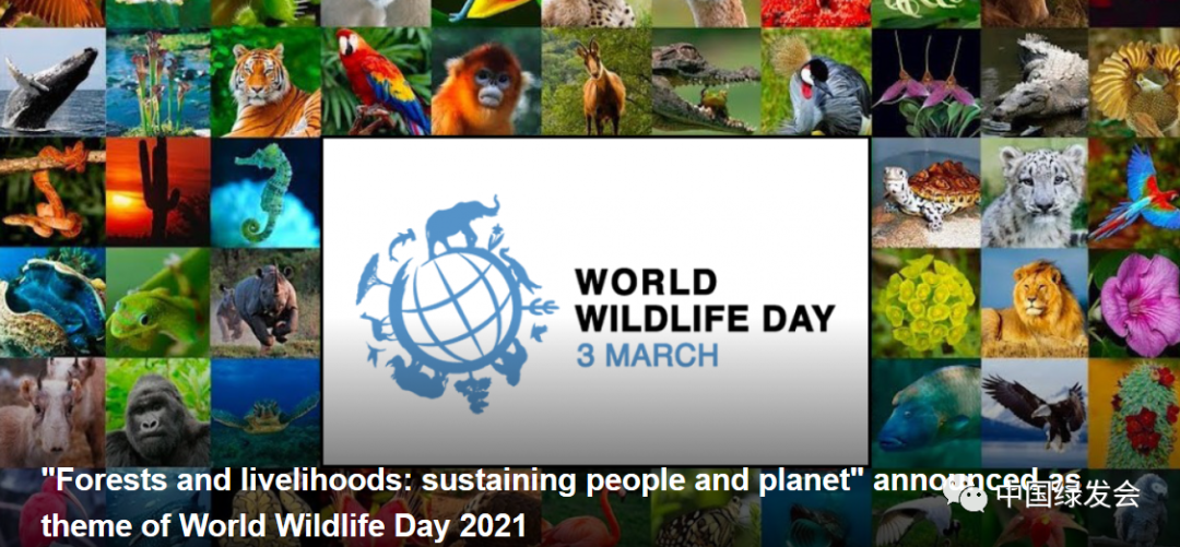 cites宣布2021年世界野生动植物日主题森林与生计维持人类与地球