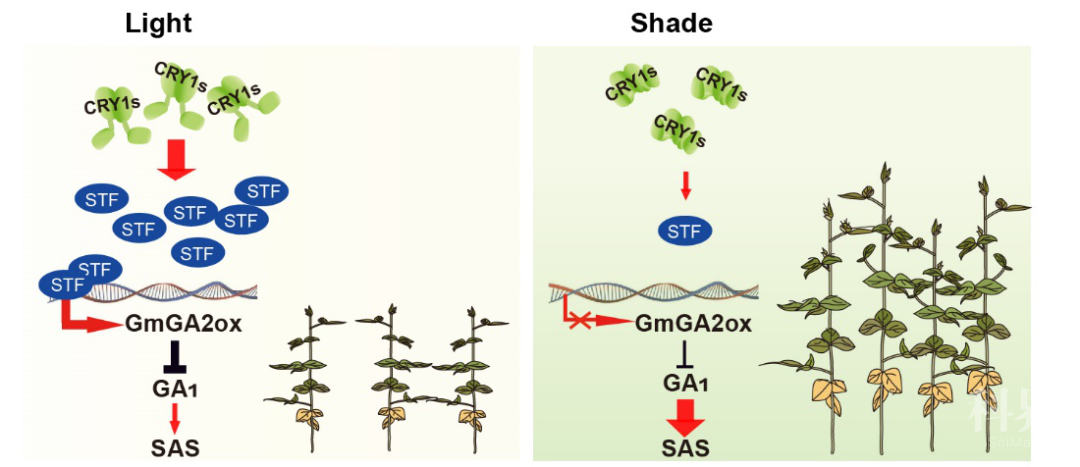 揭示大豆隐花色素介导弱蓝光信号调控赤霉素代谢和避荫反应的机制学术资讯 科界