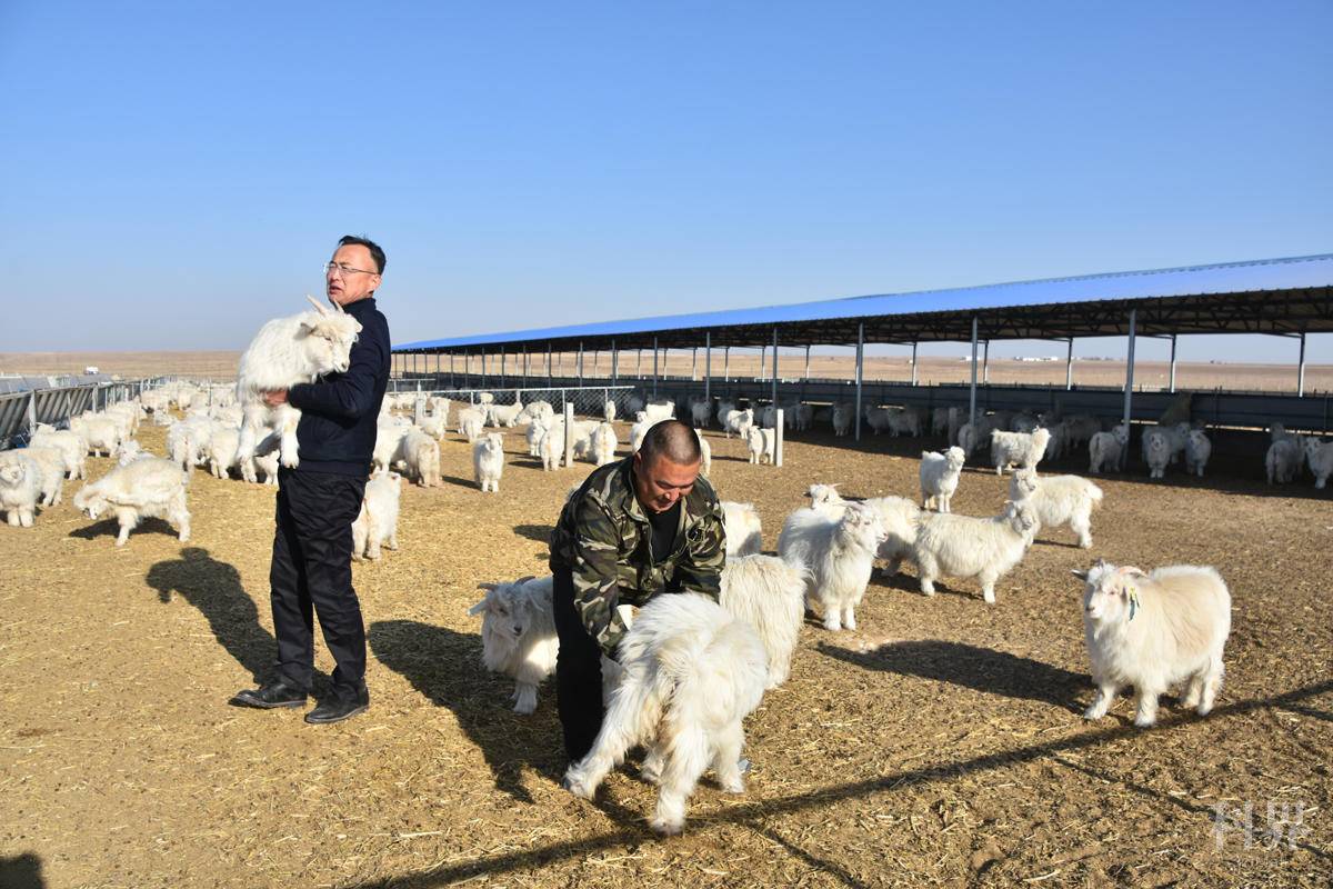 致富带头人乌云毕力格:养羊有"经" 致富有"道"