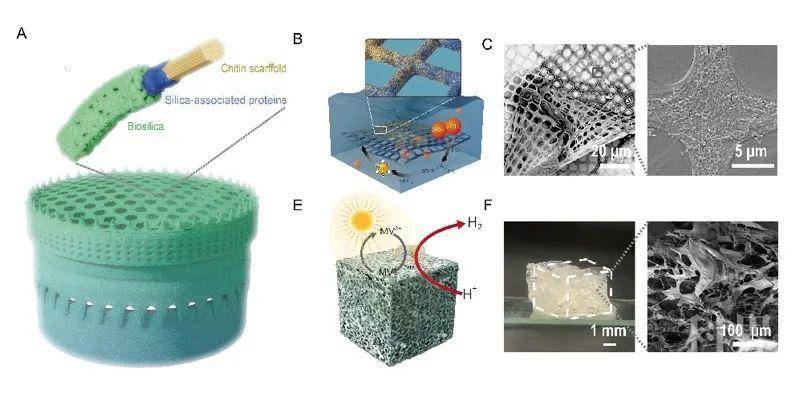 钟超组开发多孔矿化蛋白质 多糖复合材料 与细菌整合后可产氢气学术资讯 科界