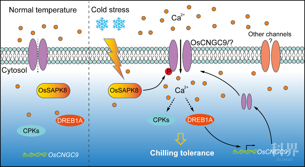 该研究建立了一条从低温信号感知到钙离子通道激活的低温信号转导途径