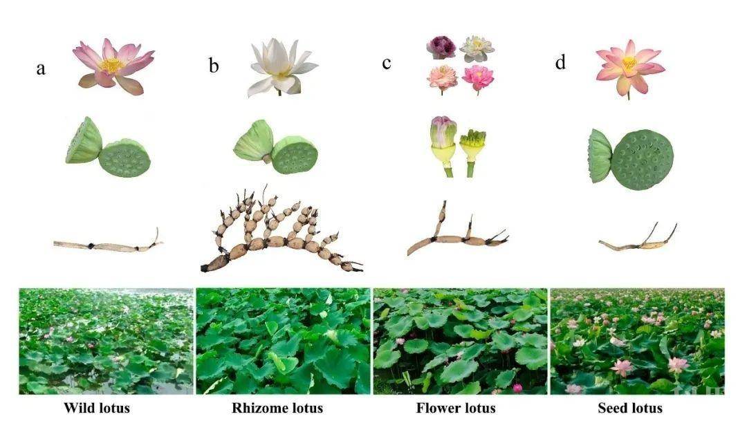 大规模莲基因组重测序,揭示莲的进化起源图2 不同莲的群体进化及结构