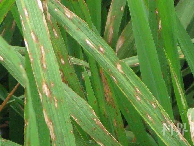 稻瘟病病害表型图  主要结果 1)稻瘟菌在侵染过程中诱导水稻ros迸发