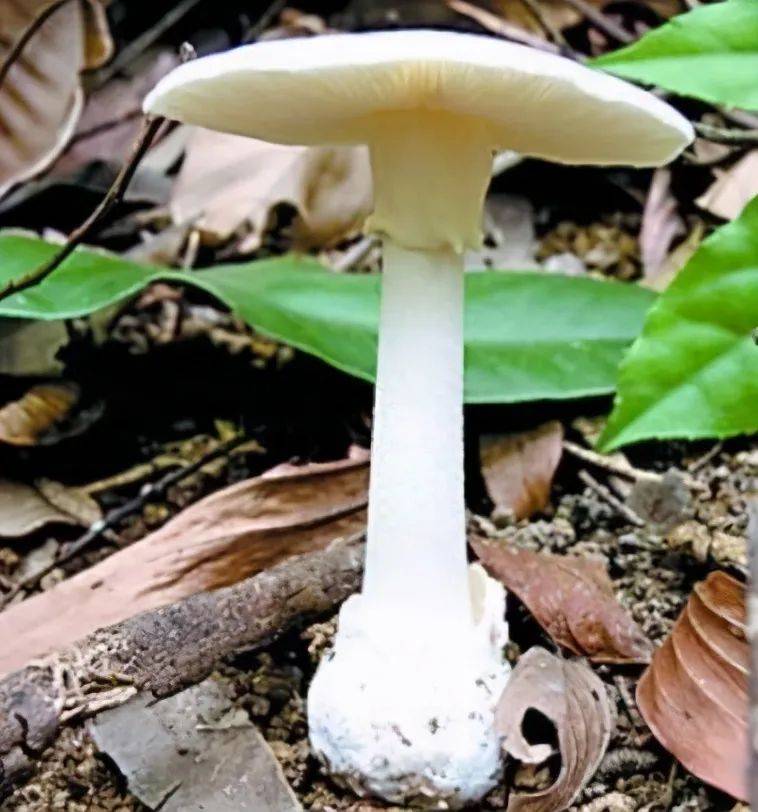 致命白毒伞(图片来自网络)