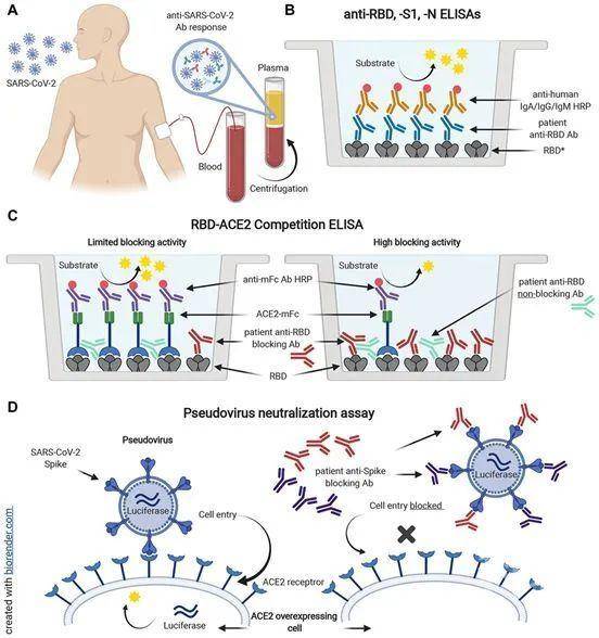 science子刊:研究表明sars-cov-2冠狀病毒的iga和igm抗體反應