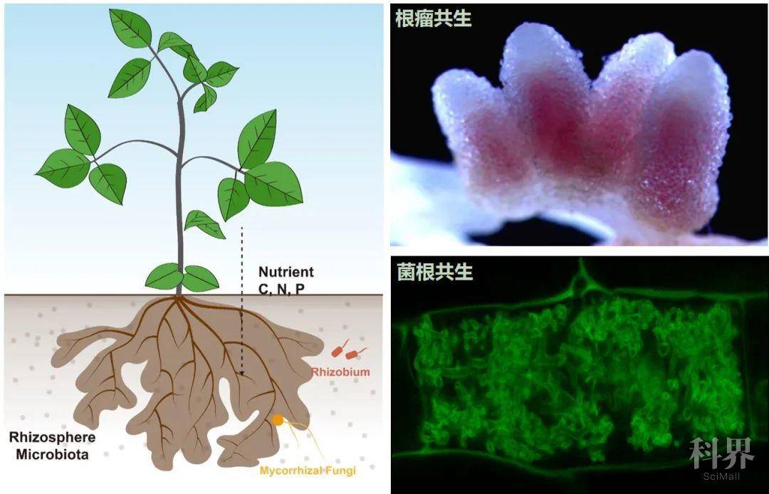 mycorrhizal am)真菌形成共生关系,其中豆科植物还可以与根瘤菌形成