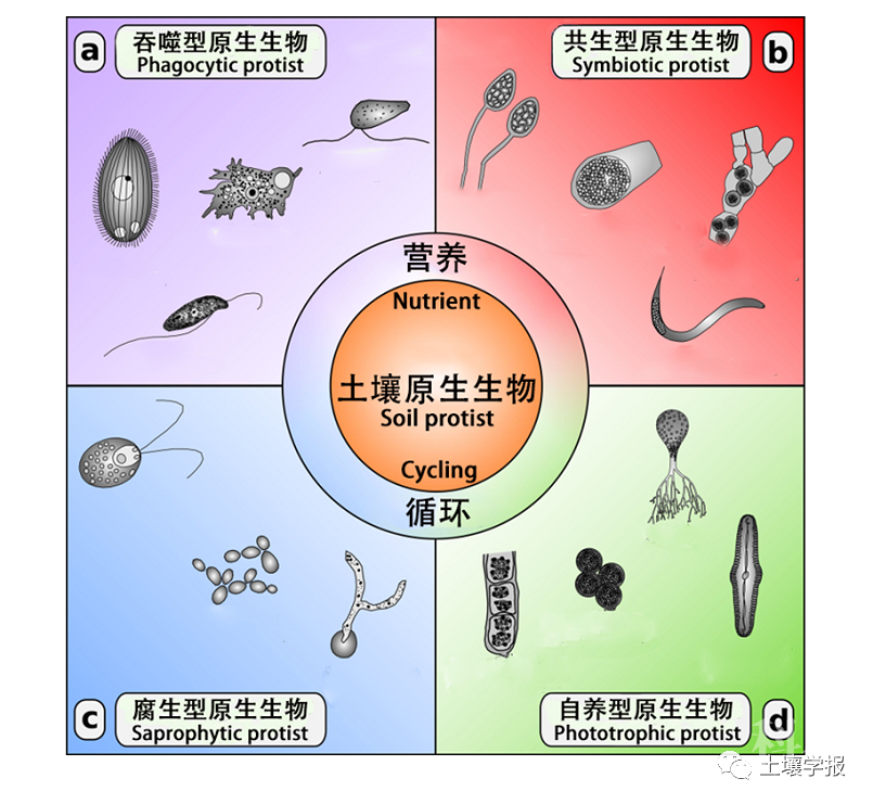 土壤原生动物在原生生物中的分类地位与生态功能