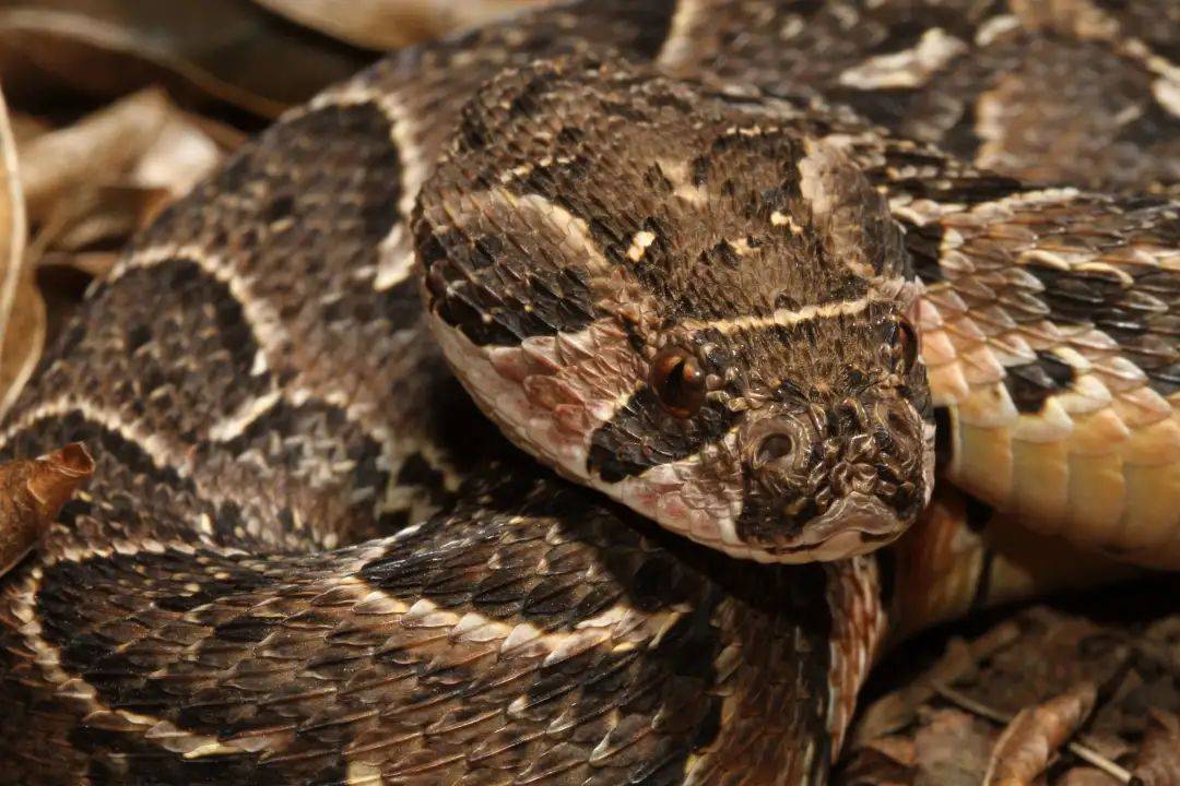 鼓腹咝蝰(bitis arietans)是非洲最令人闻风丧胆的毒蛇之一,每年造成