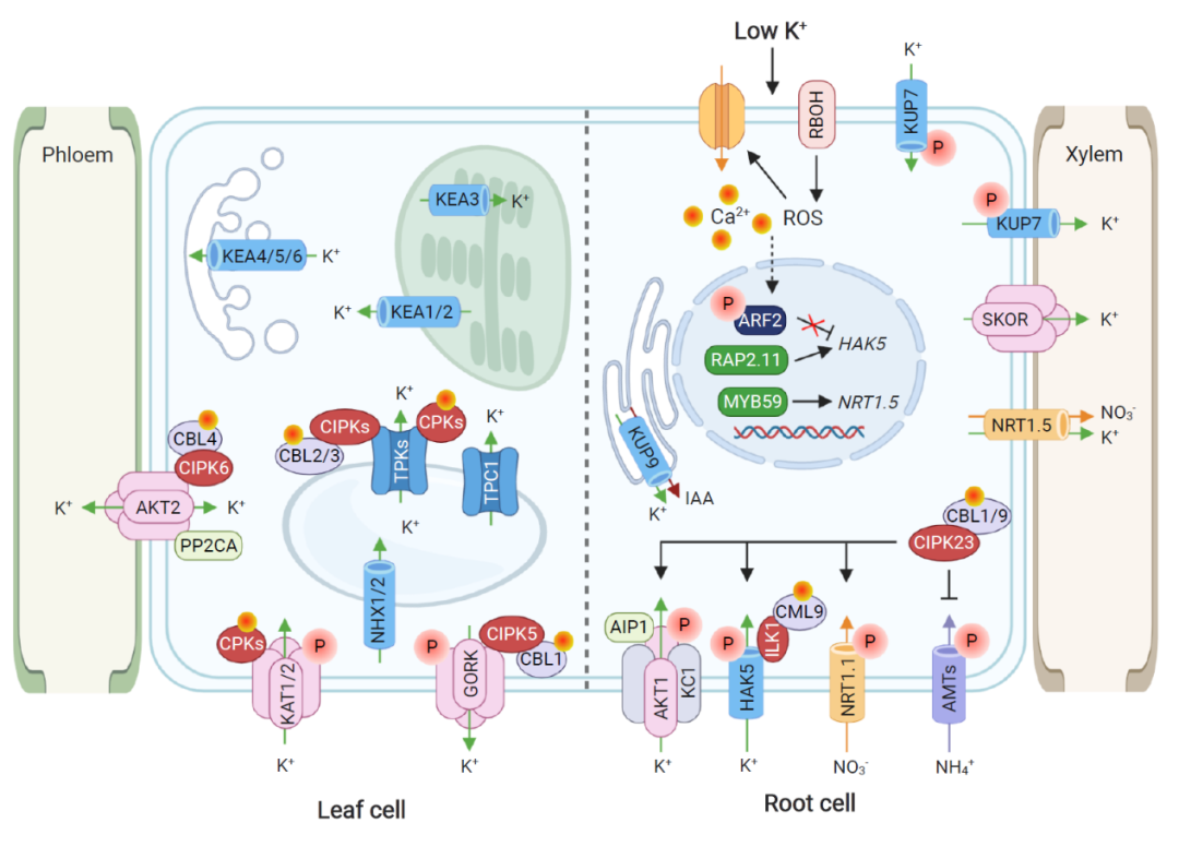 中国农业大学武维华院士团队发表植物钾,磷养分吸收运