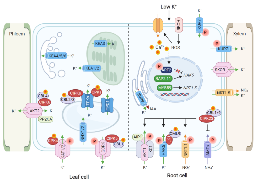圖1. 植物鉀吸收運輸及信號轉導機制示意圖