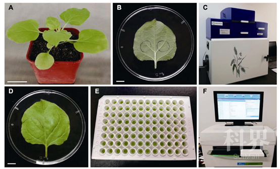 biolabs protocol:烟草萤火素酶互补实验检测蛋白互作
