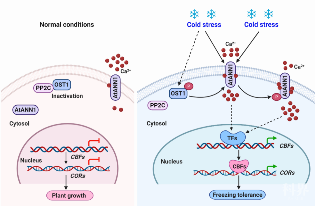 中国农业大学杨淑华研究团队揭示低温诱导植物钙信号产生的分子机制