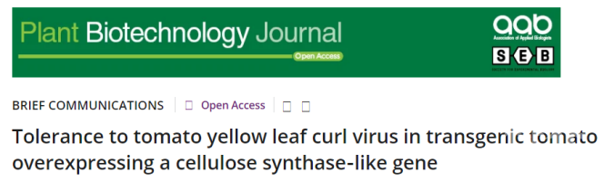 首尔国立大学通过超表达类纤维素合成酶基因提高番茄对黄曲叶病毒的抗性学术资讯 科界