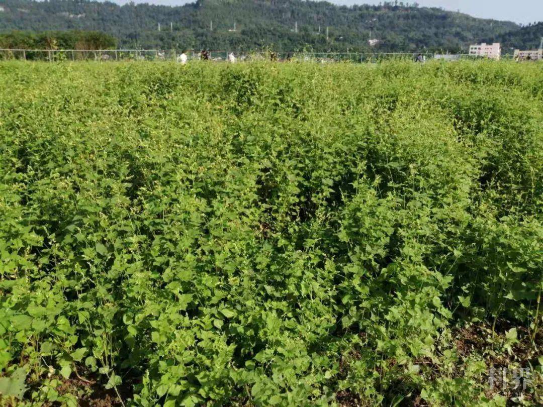 中国农科院作科所周美亮团队揭示苦荞起源传播驯化之谜