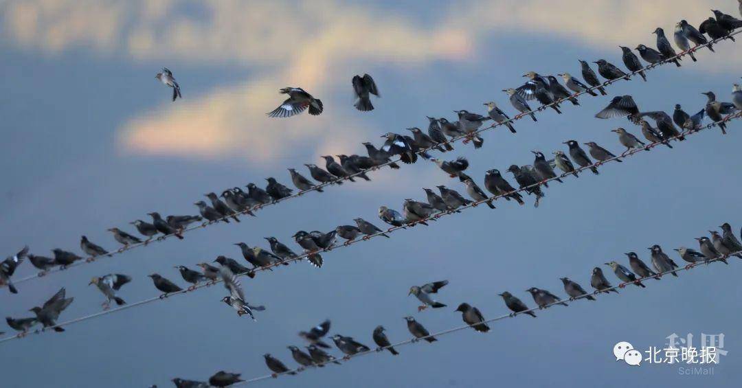 眼下正值候鸟迁徙的季节,不光是灰椋鸟,还有大嘴乌鸦,小嘴乌鸦,达乌里