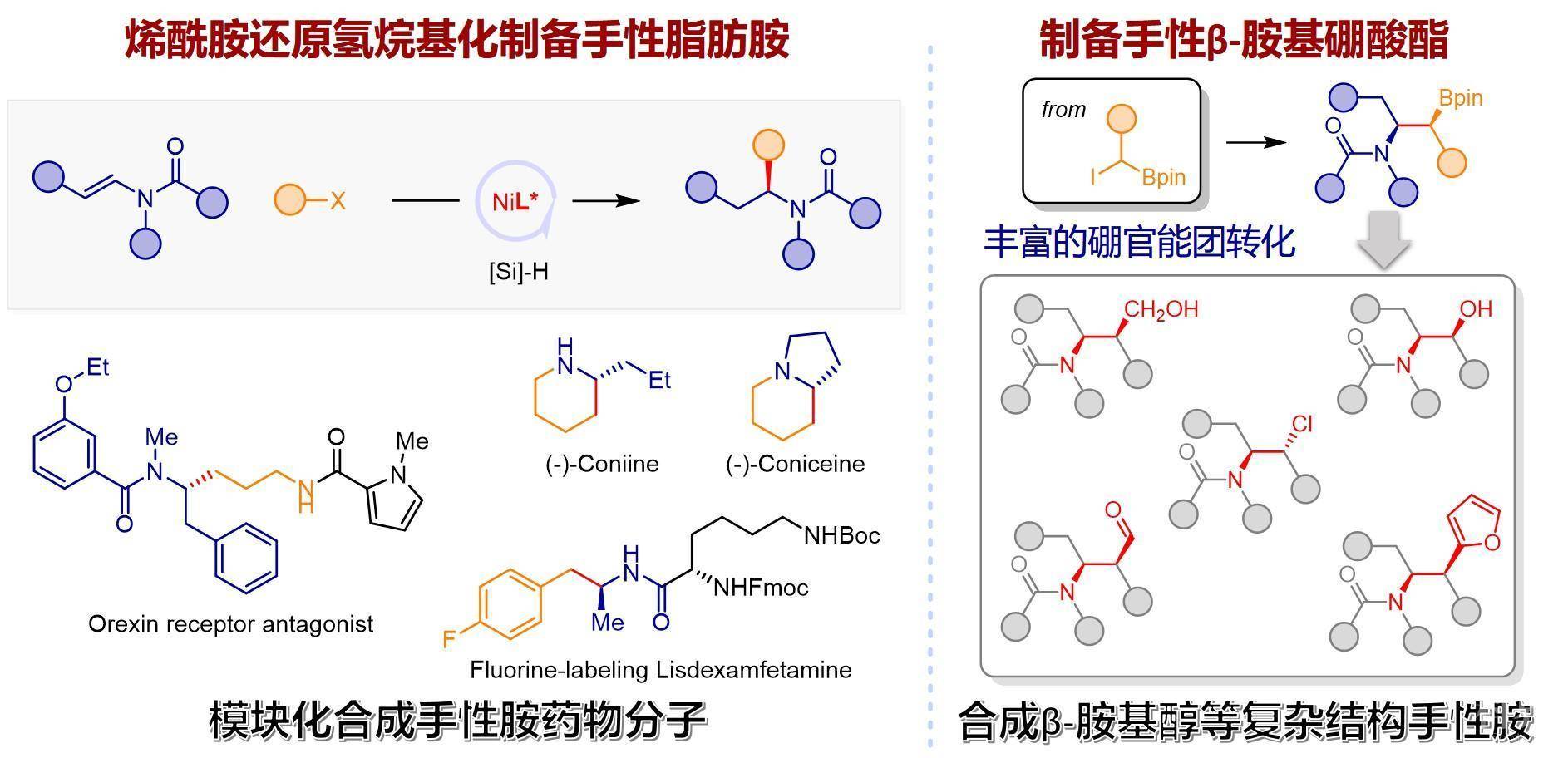 中国科大在手性胺合成领域取得重要进展