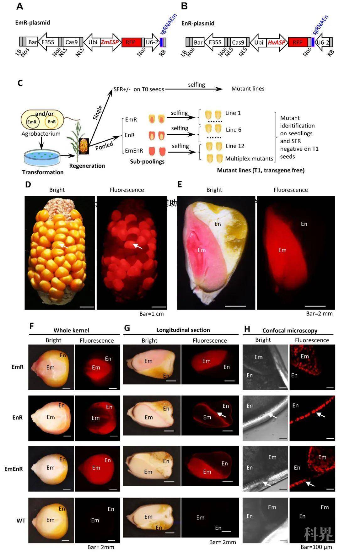 PNAS ：一个玉米突变体的起死回生——解析玉米G蛋白对发育及免疫的双重调控机制 学术资讯 - 科技工作者之家