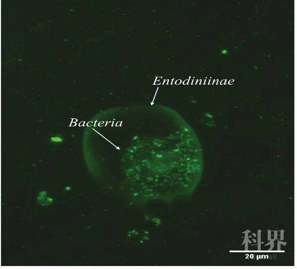 反刍动物瘤胃原虫与细菌微循环测定方法