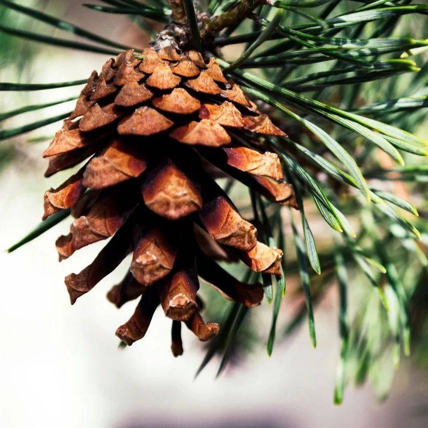 下的"泪"——松脂2021-06-17松鼠不仅会剥松子还会种植松树2020-11-17