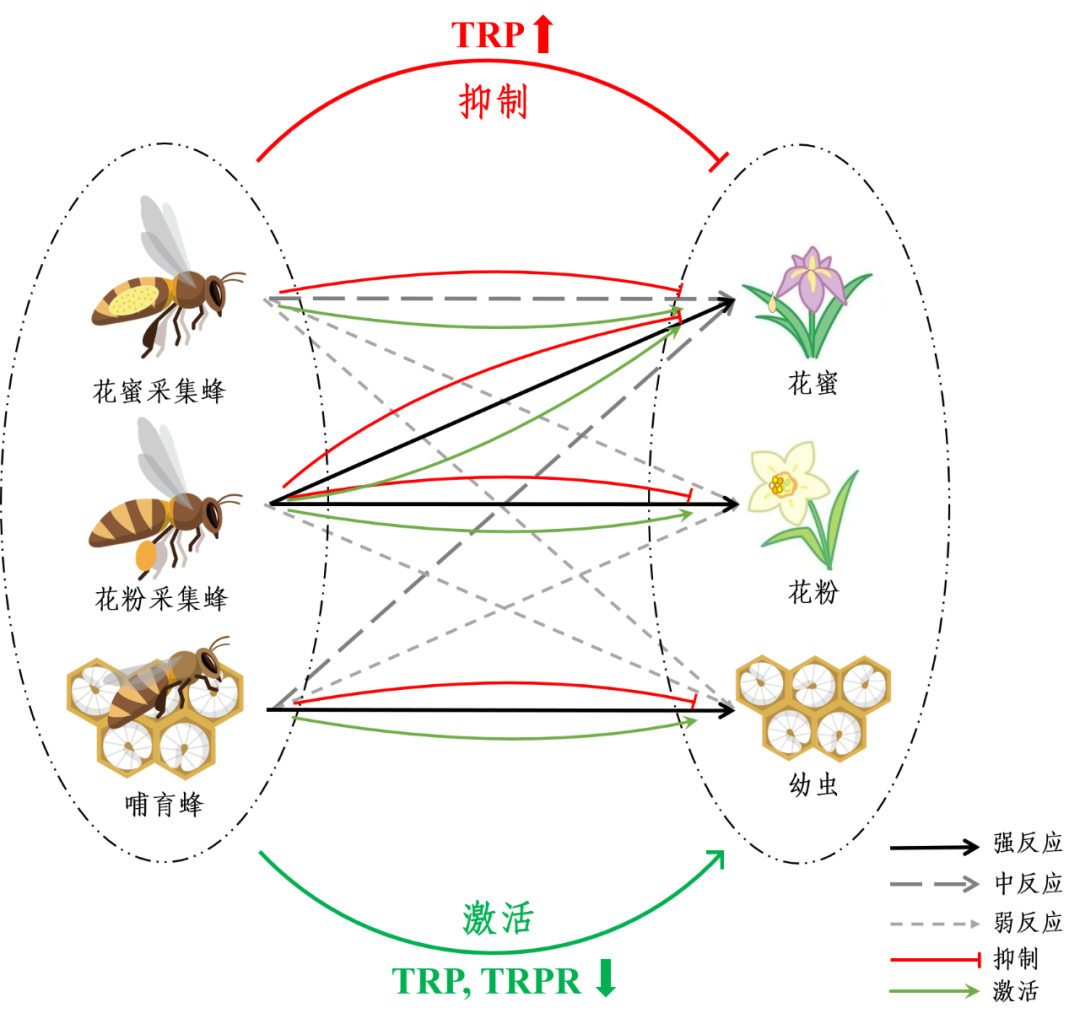 蜜蜂分解图图片