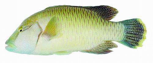 揭秘苏眉鱼如何一眼认出真爱