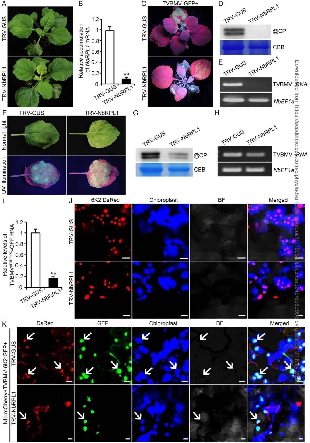 山东农业大学李向东教授课题组揭示烟草叶绿体核糖体蛋白rpl1促进tvb