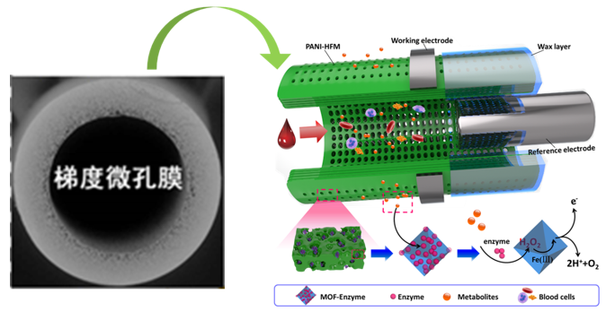 基于梯度中空纤维膜的MOFs-酶膜新型电化学生物传感阵列 学术资讯 - 科技工作者之家