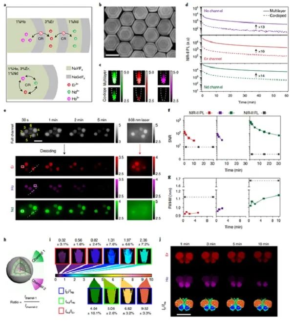 复旦大学张凡团队natnanotechnirii长余辉探针用于高信噪比活体成像