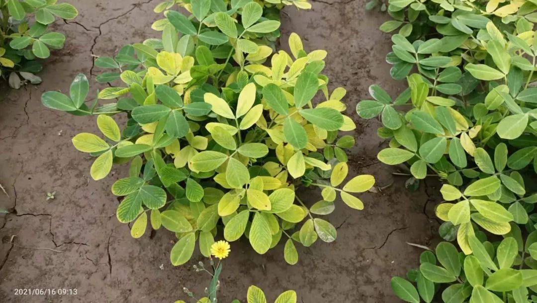 如何防治花生叶片黄化