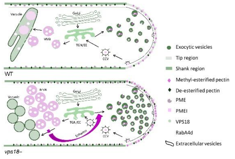 花粉管相关资讯 科技工作者之家