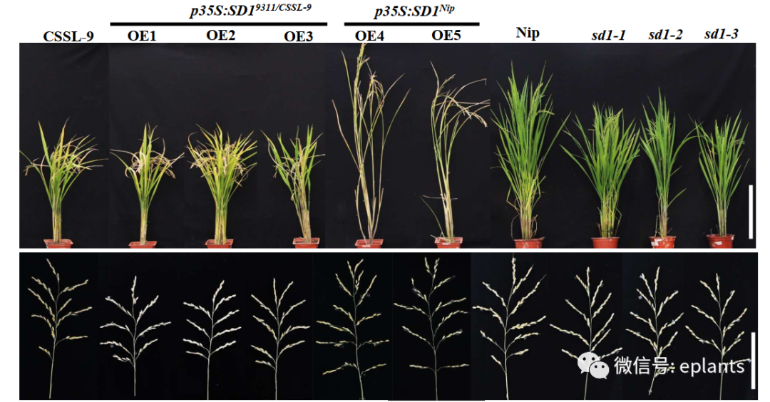 水稻綠色革命基因sd1的新功能張大兵團隊揭示sd1是決定穗型結構的正