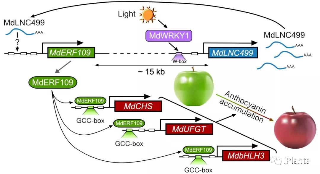 首次发现 Lncrna调控苹果早期花色素苷积累学术资讯 科技工作者之家