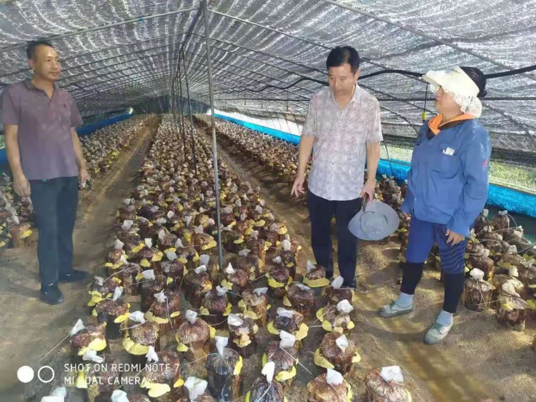 抚顺市清原县桑黄栽培成功学术资讯 科界 抚顺市清原县桑黄栽培成功学术资讯 科界