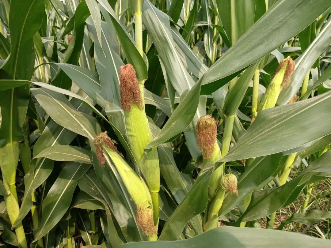 花粒期三个阶段,穗期是指从拔节到抽雄期间的生长阶段,穗期阶段是玉米