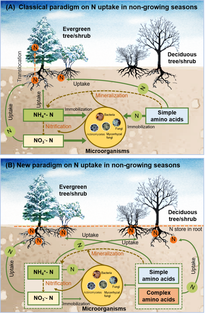 植物所科研人员在植物冬季氮吸收能力及利用策略方面取得新进展