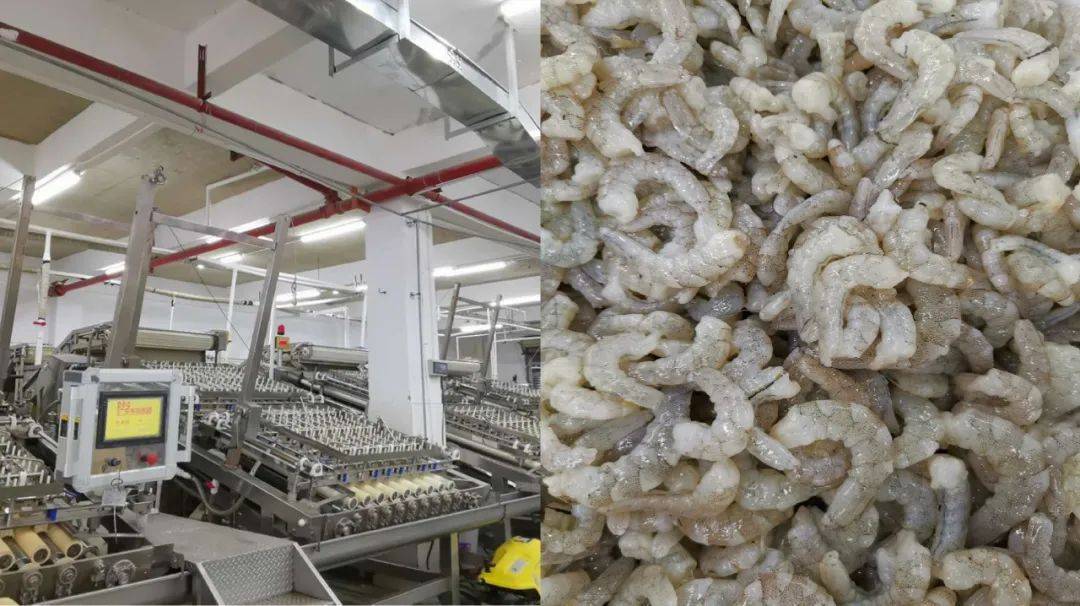 6xbkgz400型辊轴式虾剥壳机成果评价会在广州召开