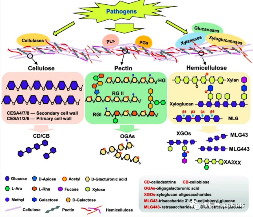 degrading enzymes),包括纖維素酶,果膠酶,木聚糖酶和木葡聚糖酶(圖1)